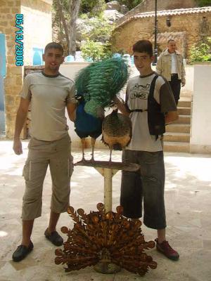 3ela helawa beleha9 derama tawesse khera 3ela leyed de visa